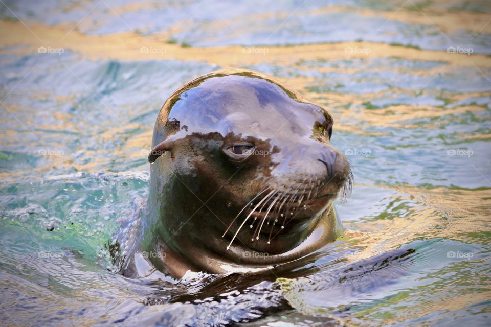 seal