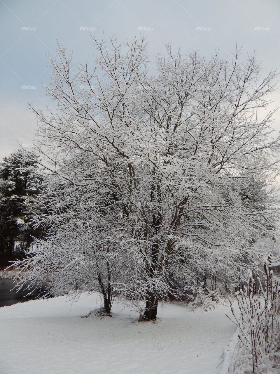 Snowy Day in Northern Maine - November 2015