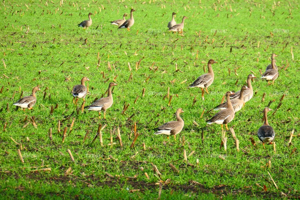 Wildgänse auf einer Wiese