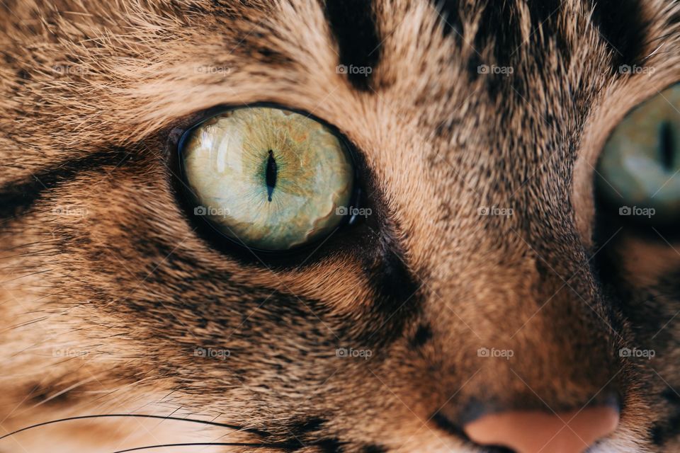 Beautiful cute cat. Cat eyes. Macro