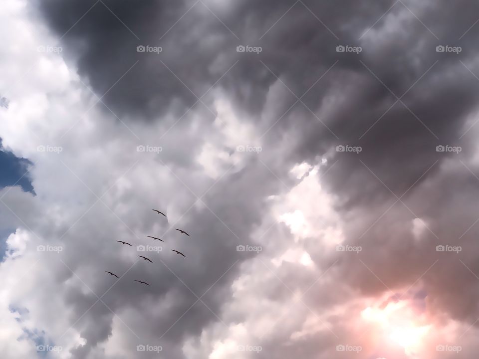 A flock of birds flying home to roost in the red glow of a fiery sunset as storm clouds gather.