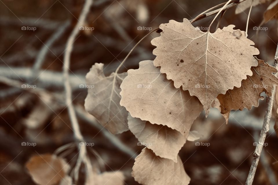 Dry leaves in the Fall 