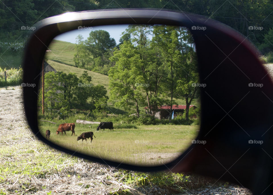 Side view mirror with cows in a field on a country road 