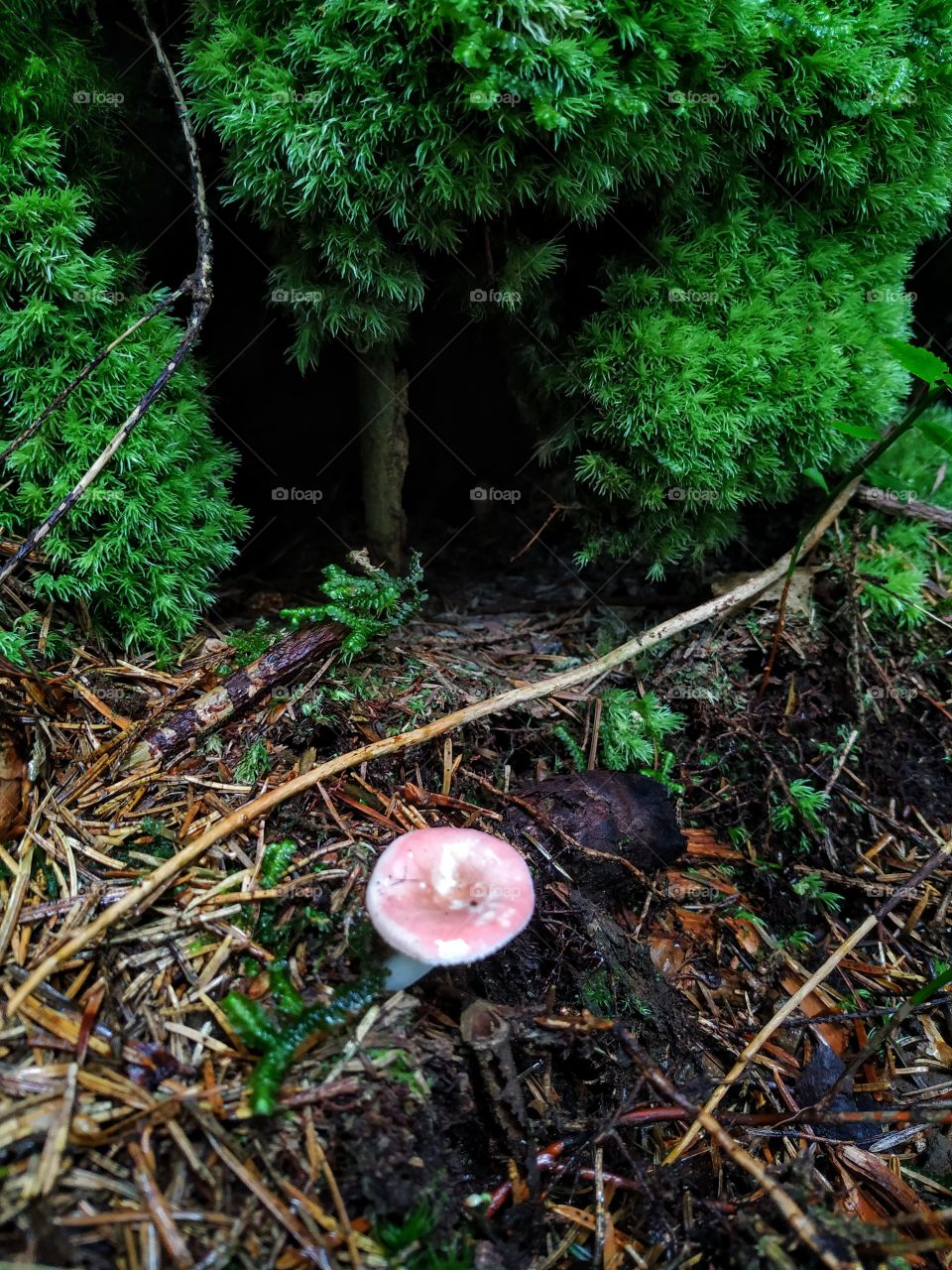 A pink mushroom
