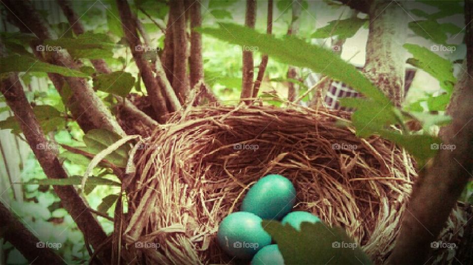 robin eggs