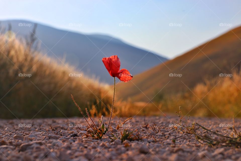 Lonely poppy on the road