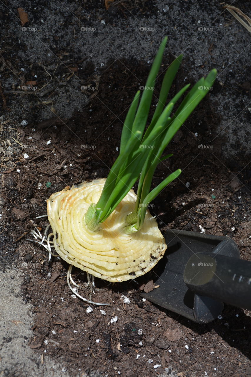 Growing onions from kitchen scraps