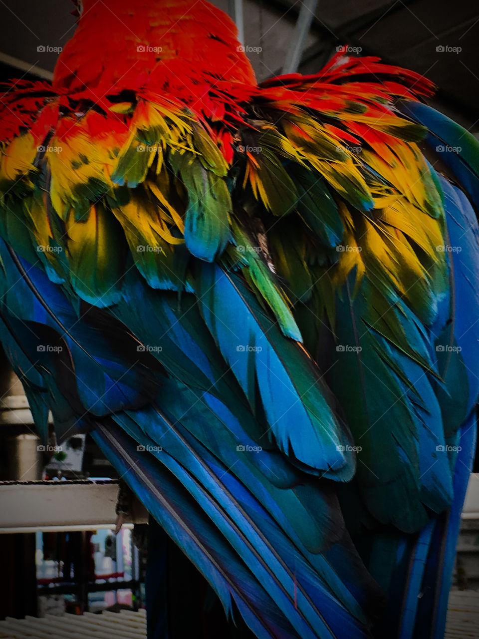 Colorful Plumage