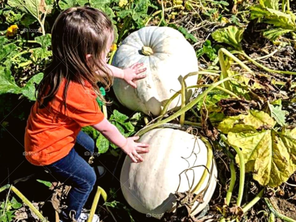 Pumpkin in the patch
