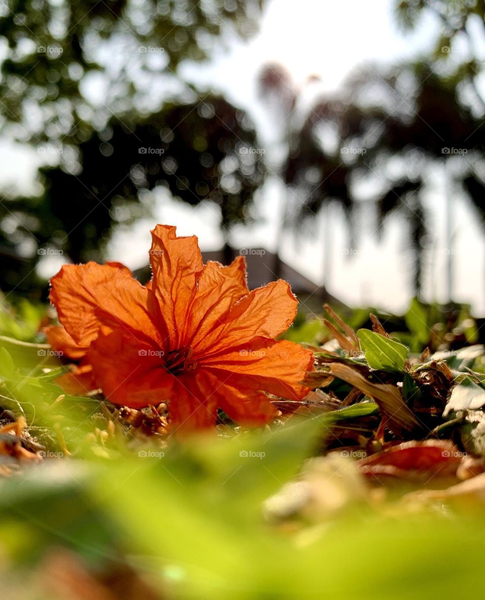 Spring is fall then autumn came. Sun shade faded light through the fell.