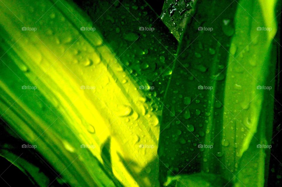 -- Dew in the morning ....