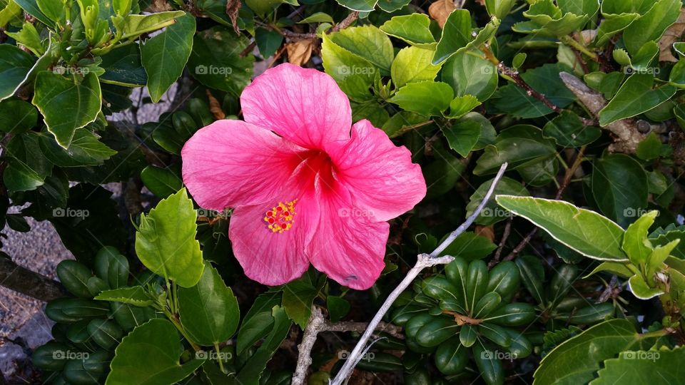 hibiscus