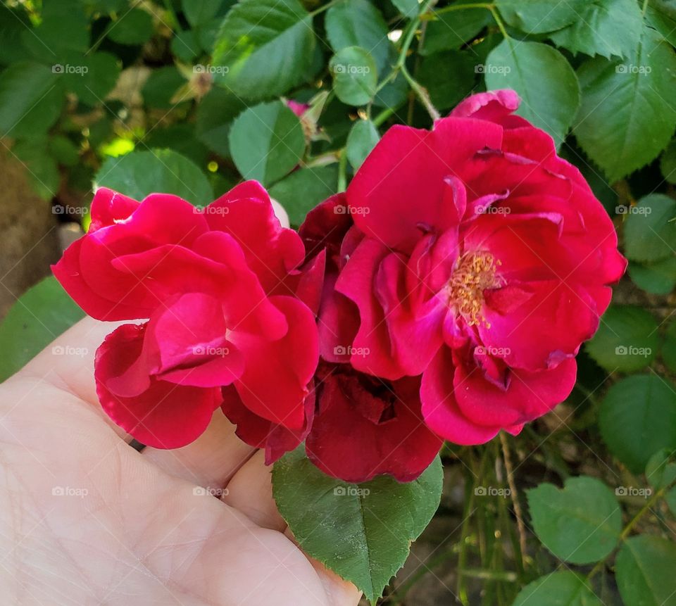 Rose's in bloom