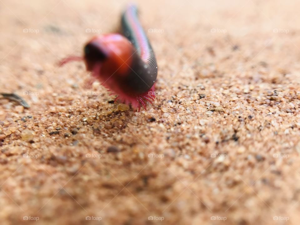 Tiny tiny legs of a Millepede. Had to struggle a lot to click this picture, the millepede was moving in high speed😅
