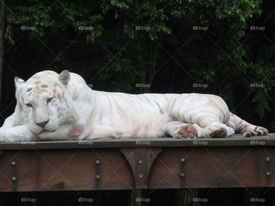 White tiger