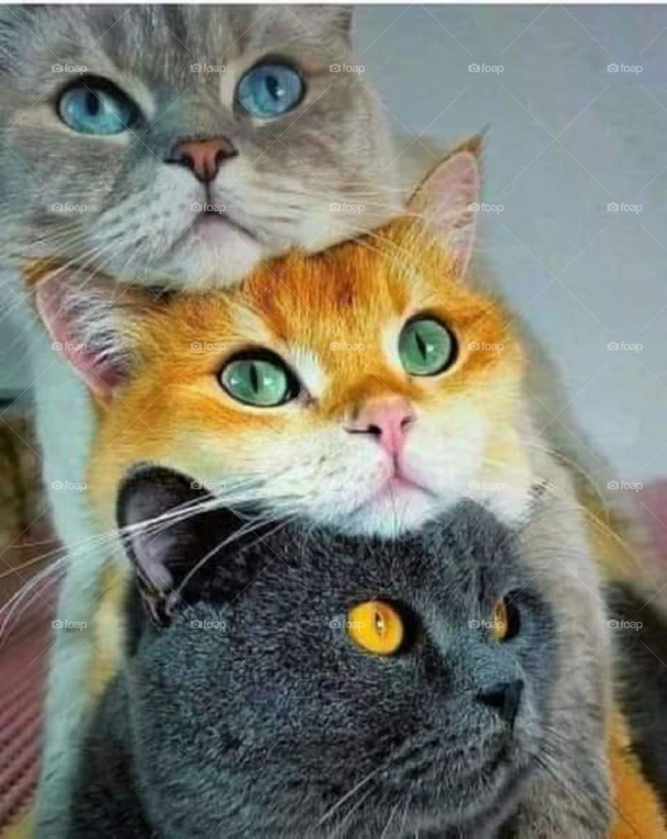 Pretty cats