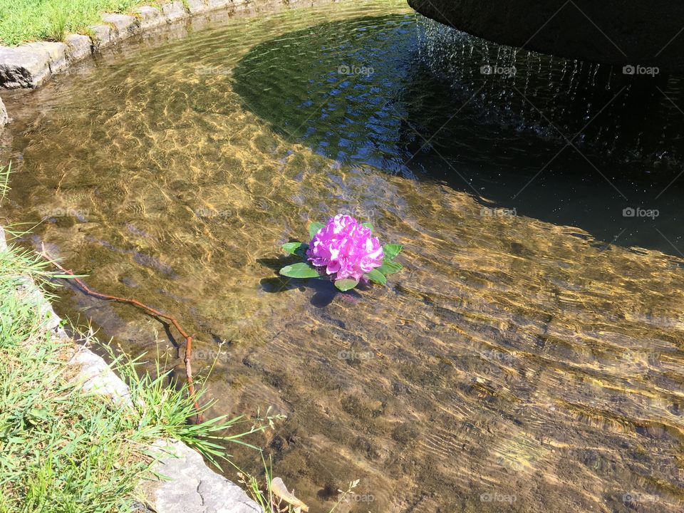 Flower on water 