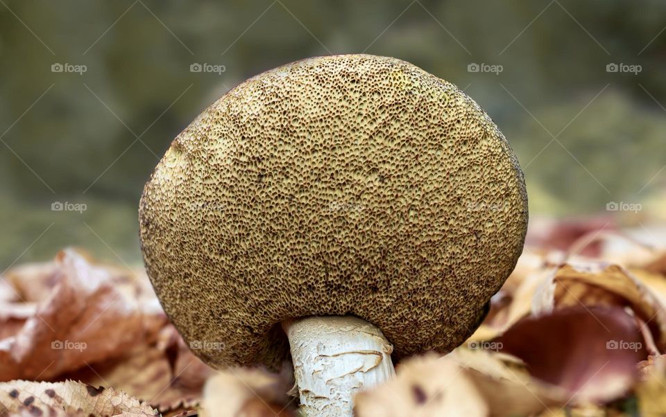 Underside of Bolete mushroom