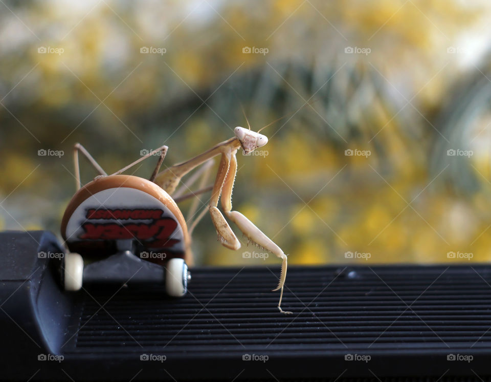 tiny skater on finger skateboard