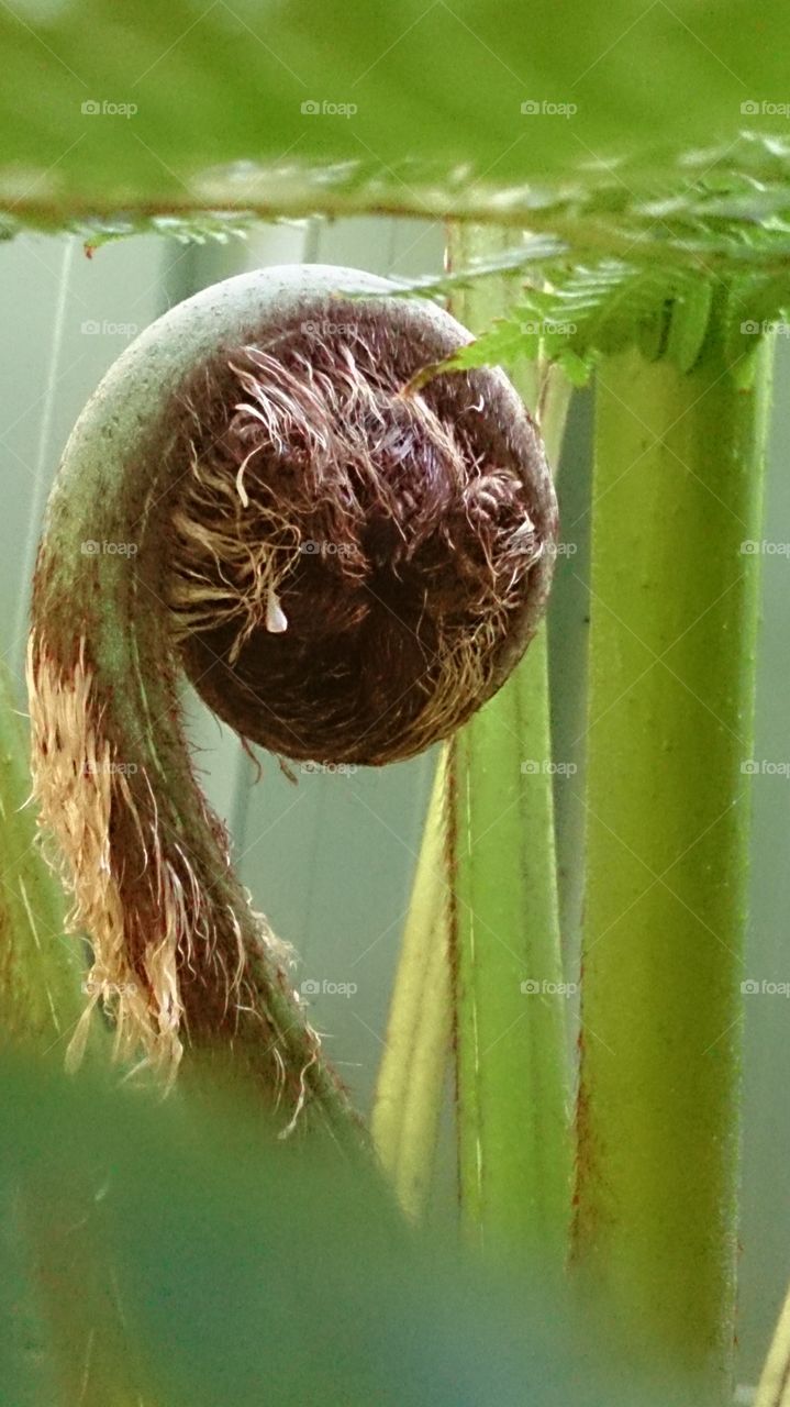 Tree Fern Frond Unfurling.