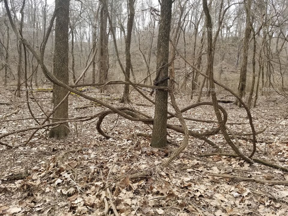 Twisted trees