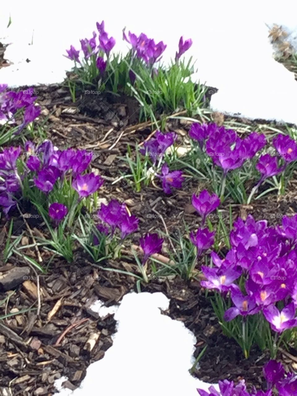 Flowers in the snow. 