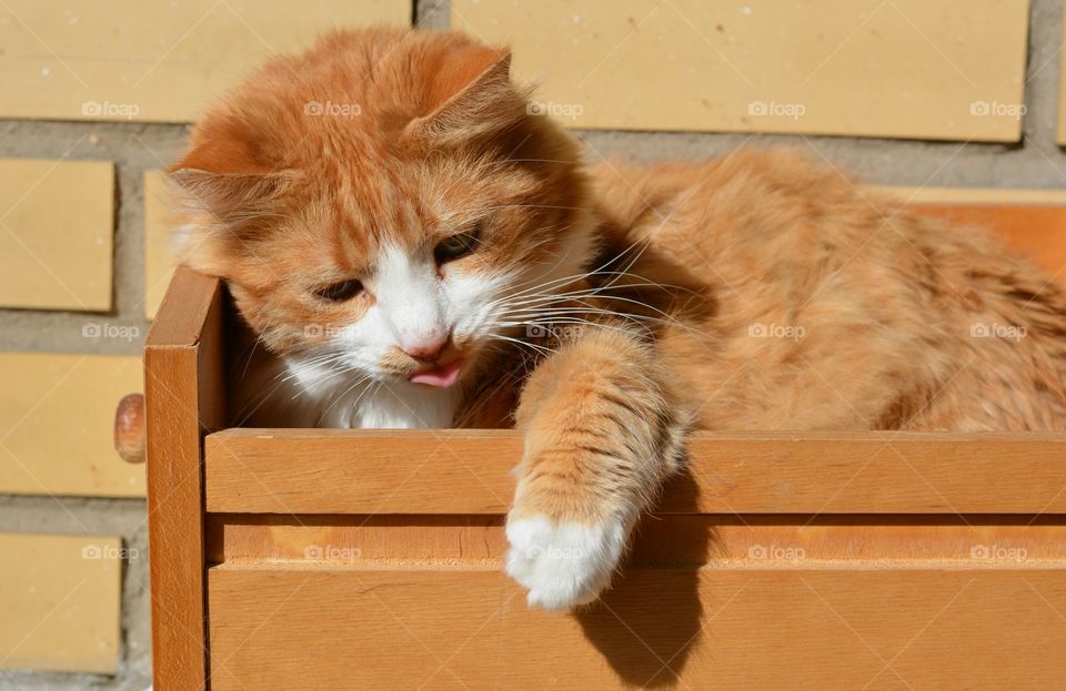 ginger cat pet in the box play