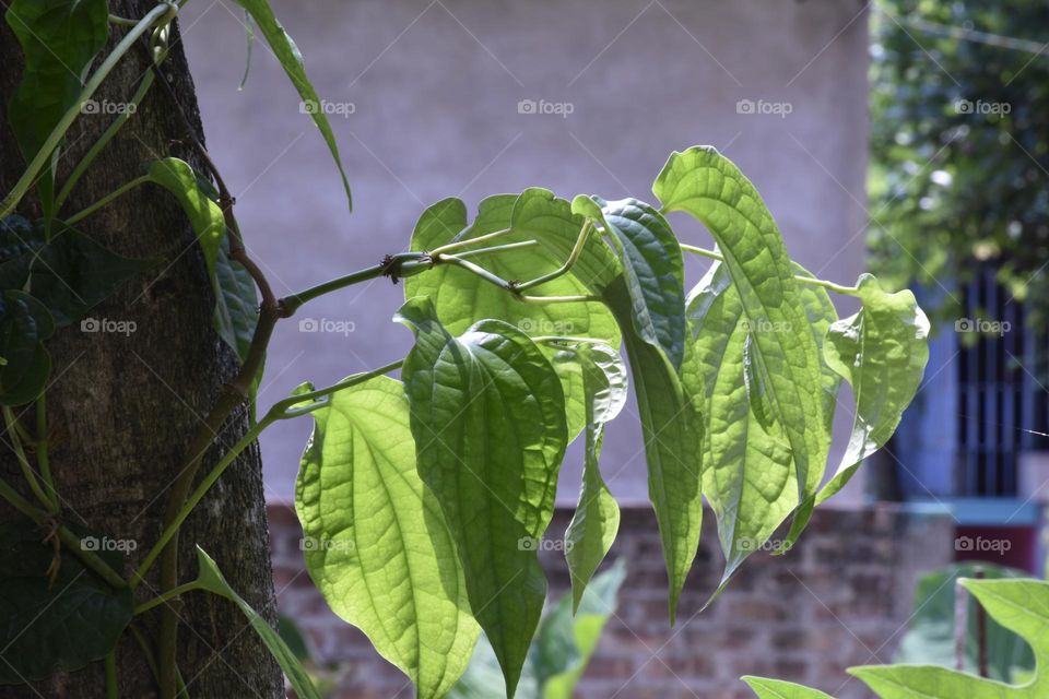 A long pepper or Indian long pepper is embracing a tree. Its green leaves are prominent and bright. Nature is beautiful.