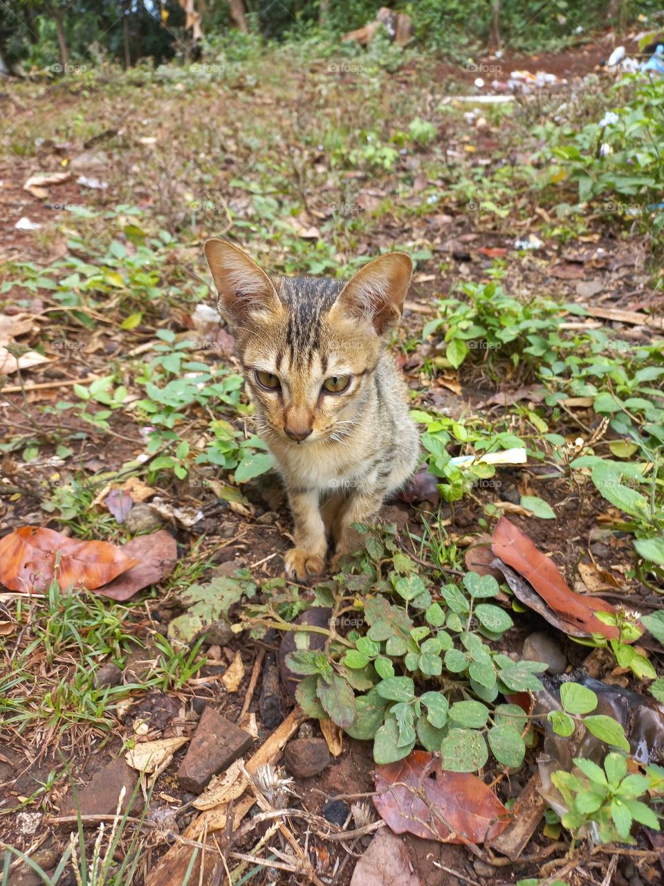 The cute kitten is in the grass garden
