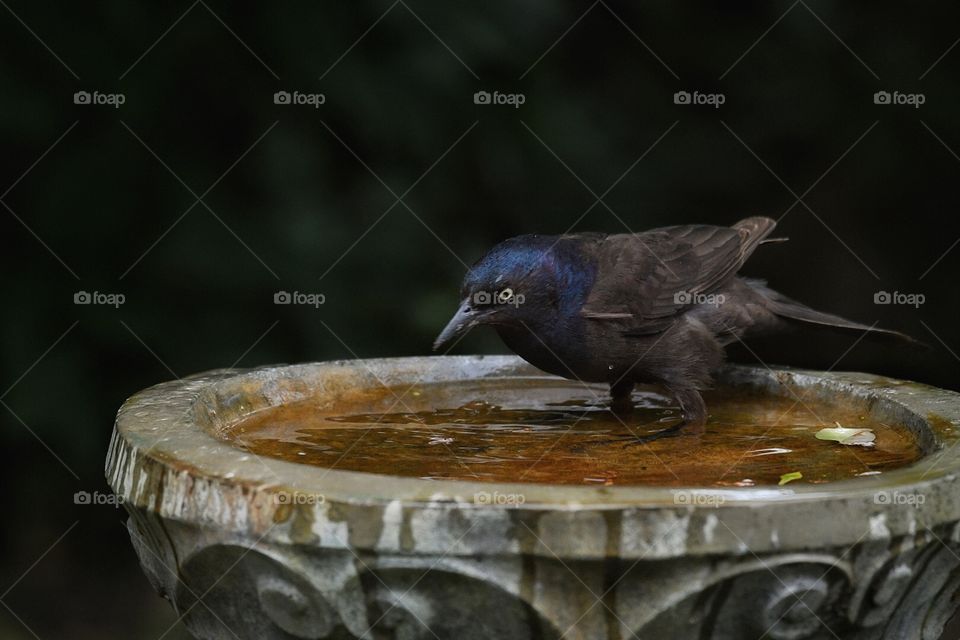 Common Grackle my yard