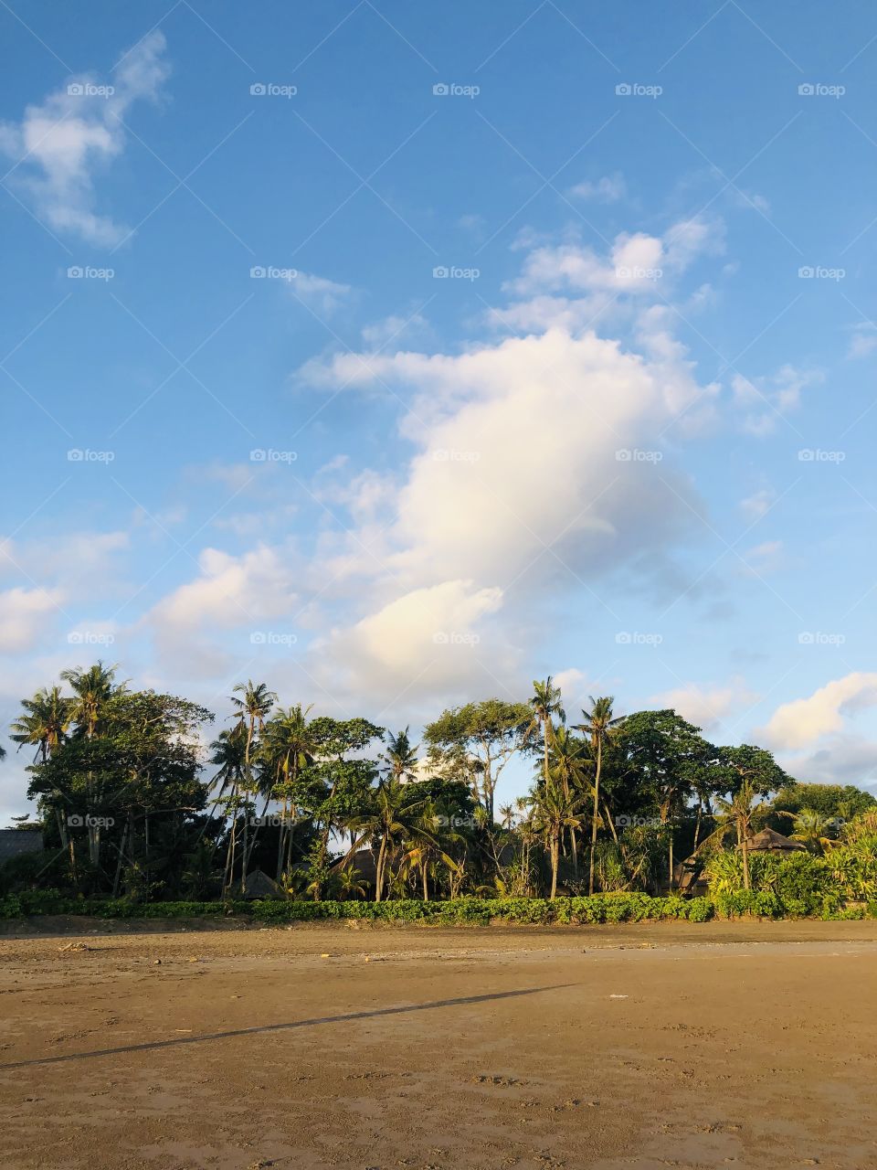 Jungle on the beach 