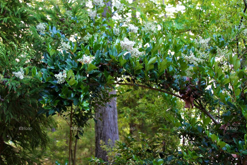 spring flowers on bush, providing a natural arch.