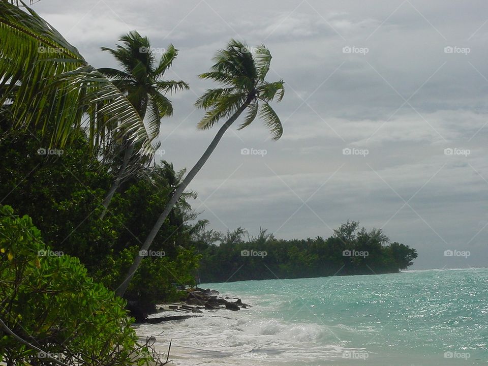 White Sandy Beach with Palm Trees