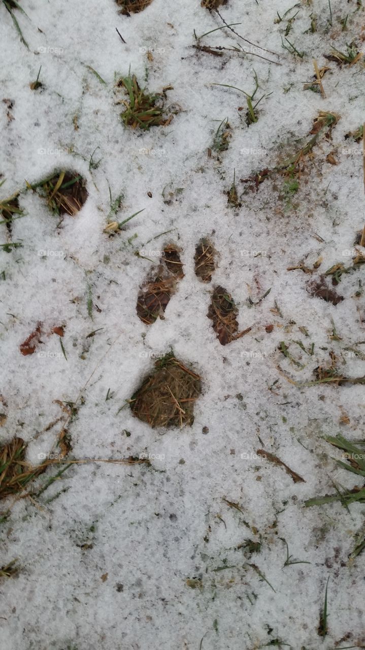 mysterious tracks in the  snow