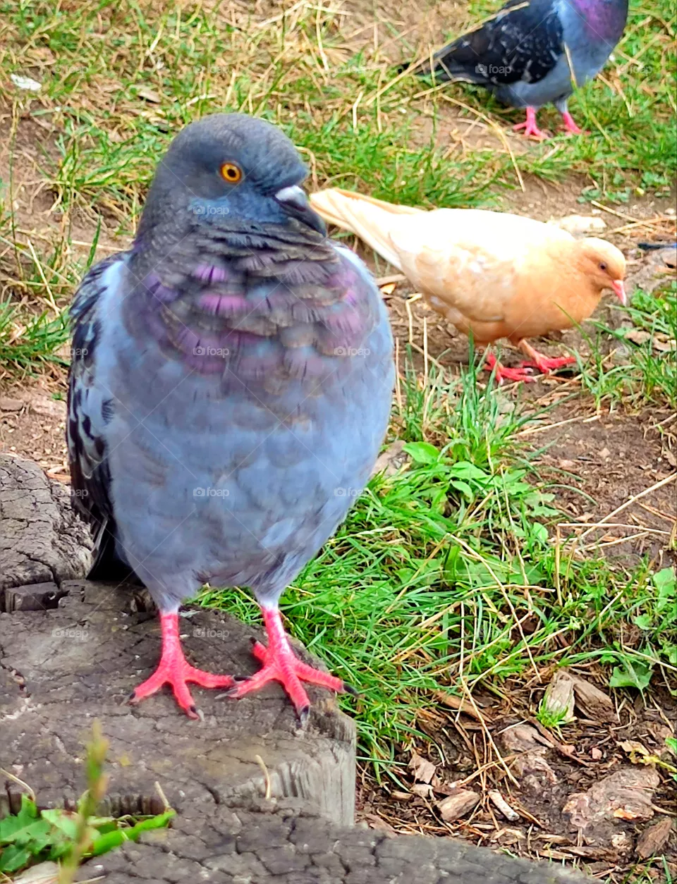 the pigeon is waiting for food.  Human and nature