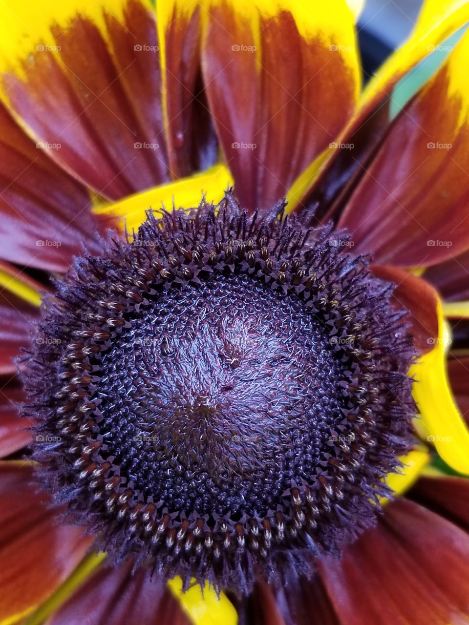 The Center of my Flower