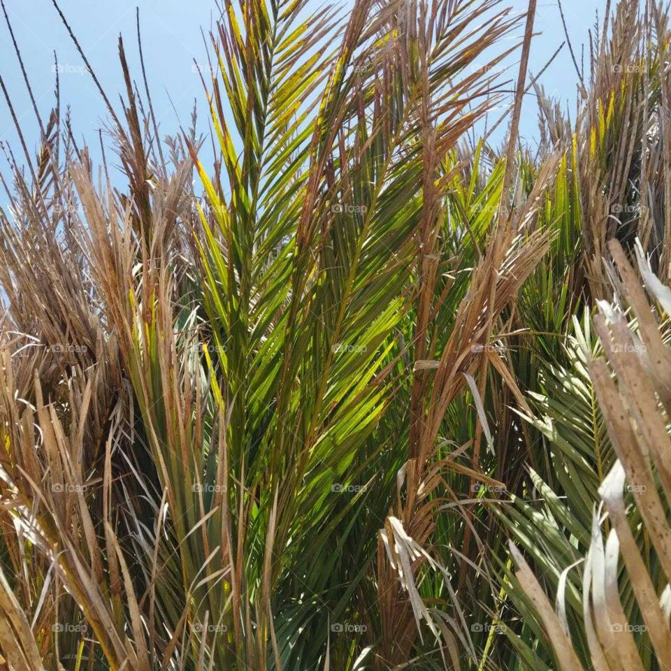 Leaves of a palm tree