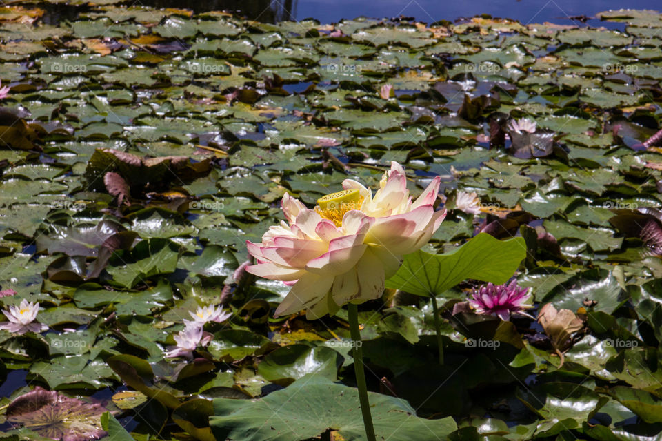 One big lotus flower amongst lily pads  