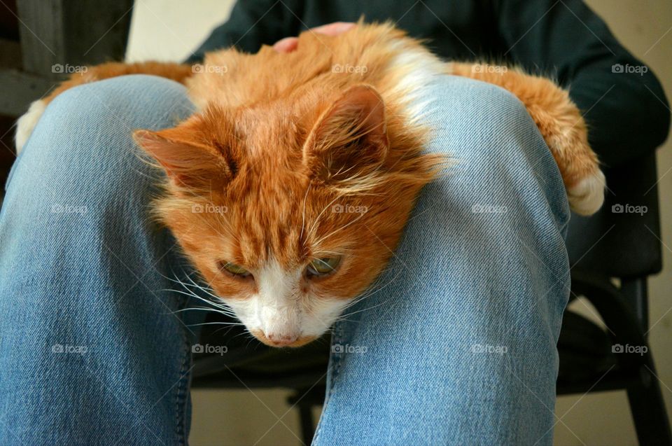 Cat, One, Mammal, Portrait, Indoors