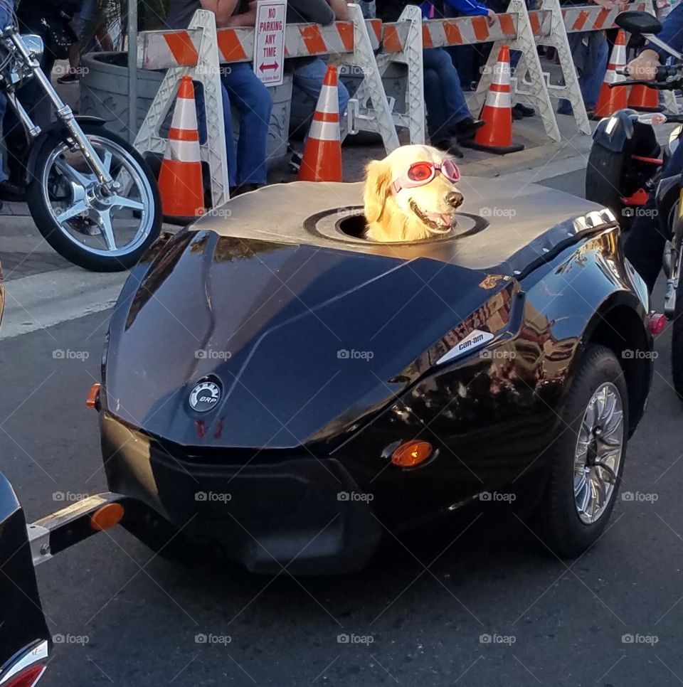 doggie  motorcycle