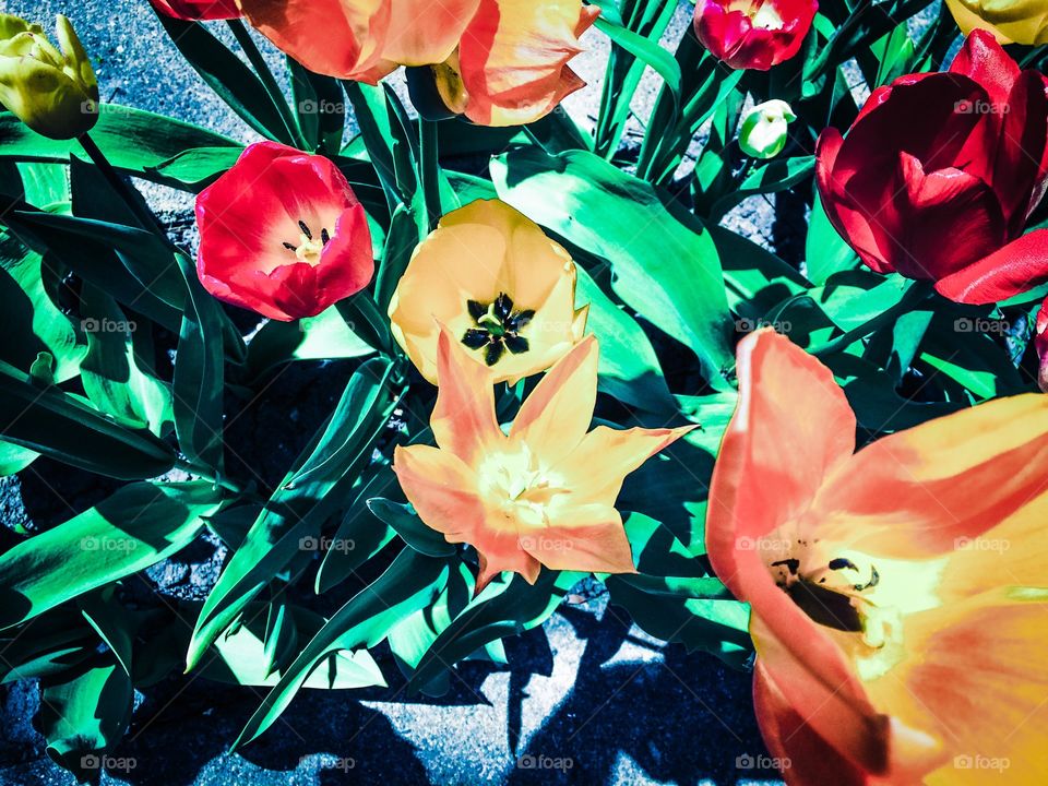 Radiant Spring. Tulip on steroids. 