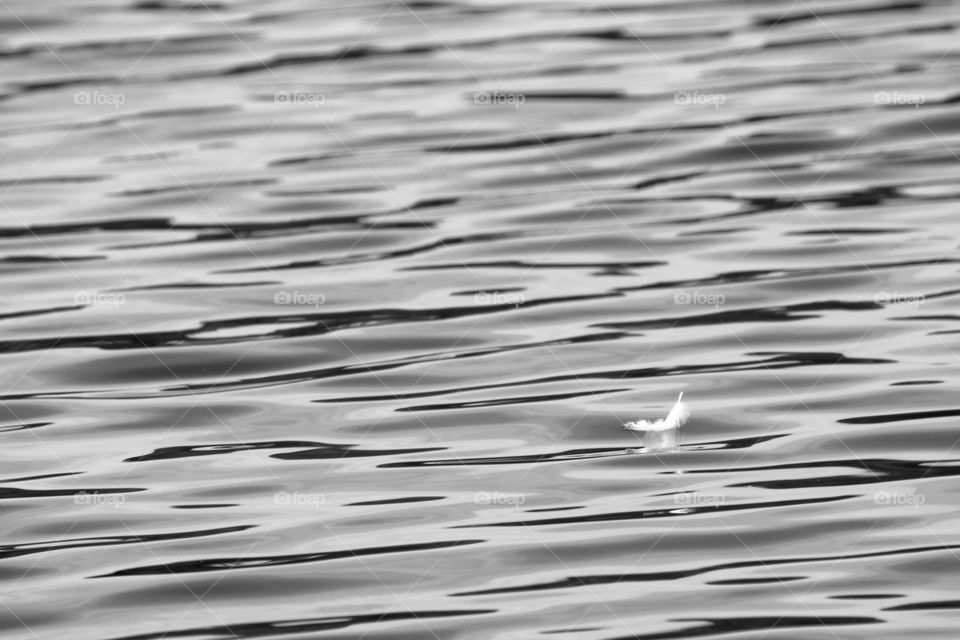 Black and white photo of a swan feather floating in wavy water