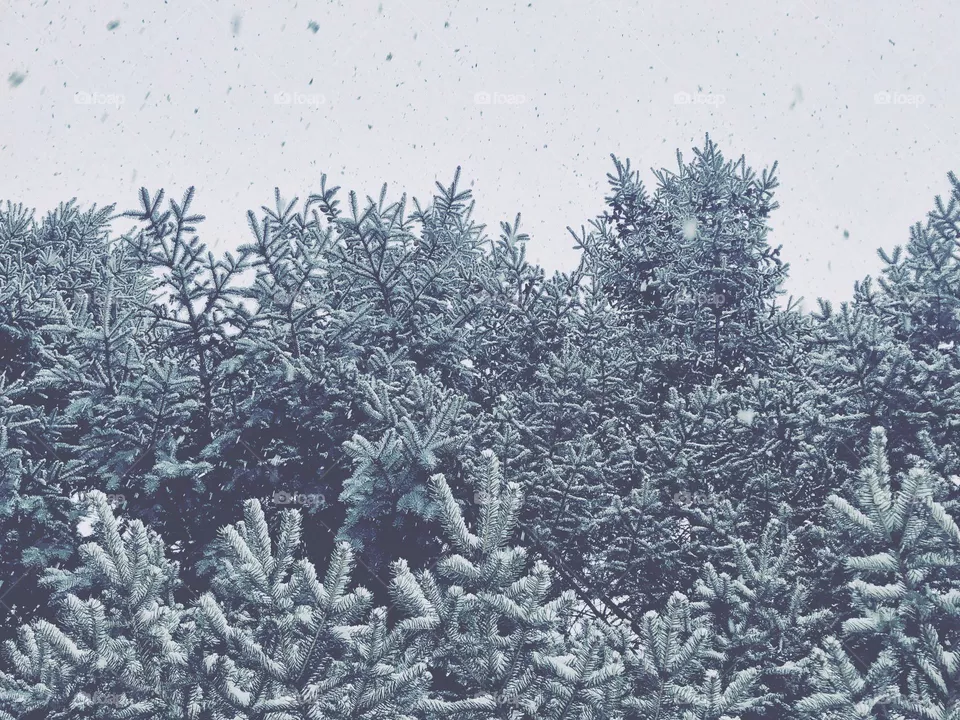 Snow Falling