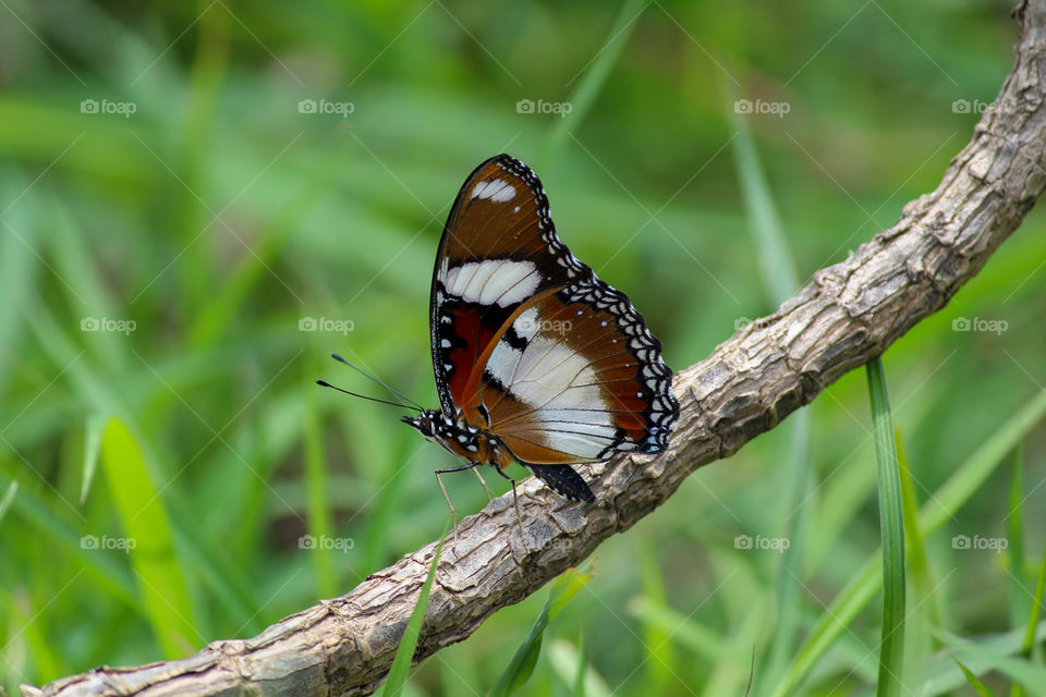 Beautiful butterfly