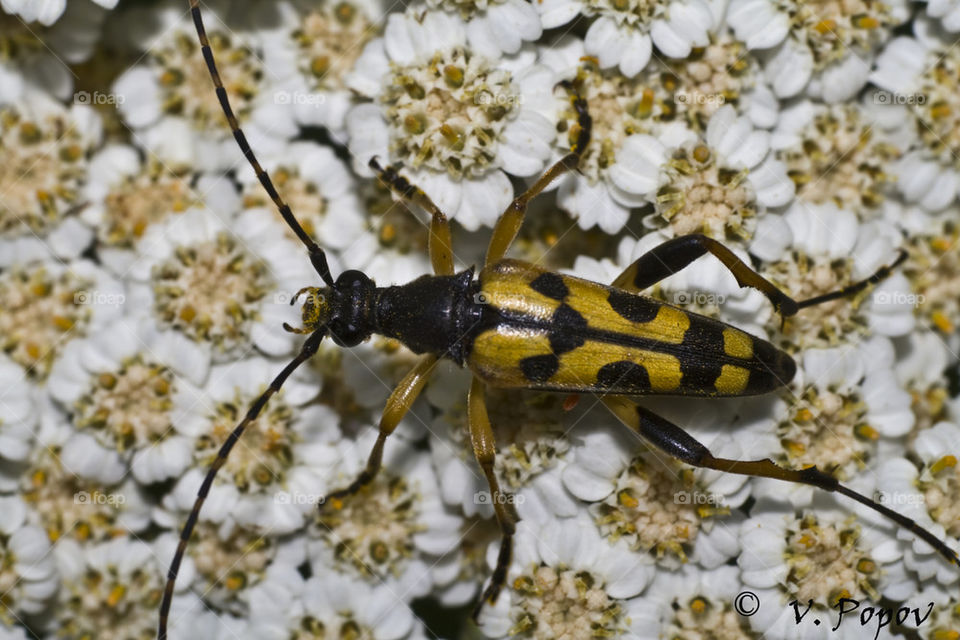 Spotted longhorn beetle