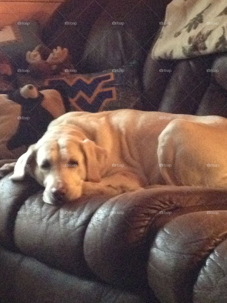 Yellow lab wv pillow on couch


