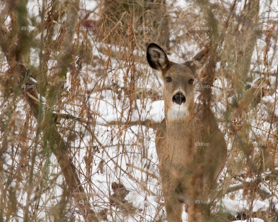 A deer who's attention was caught by my movement in the forest, taken in Niagara, New York 