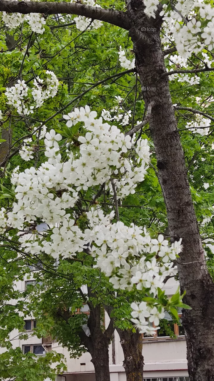 spring life