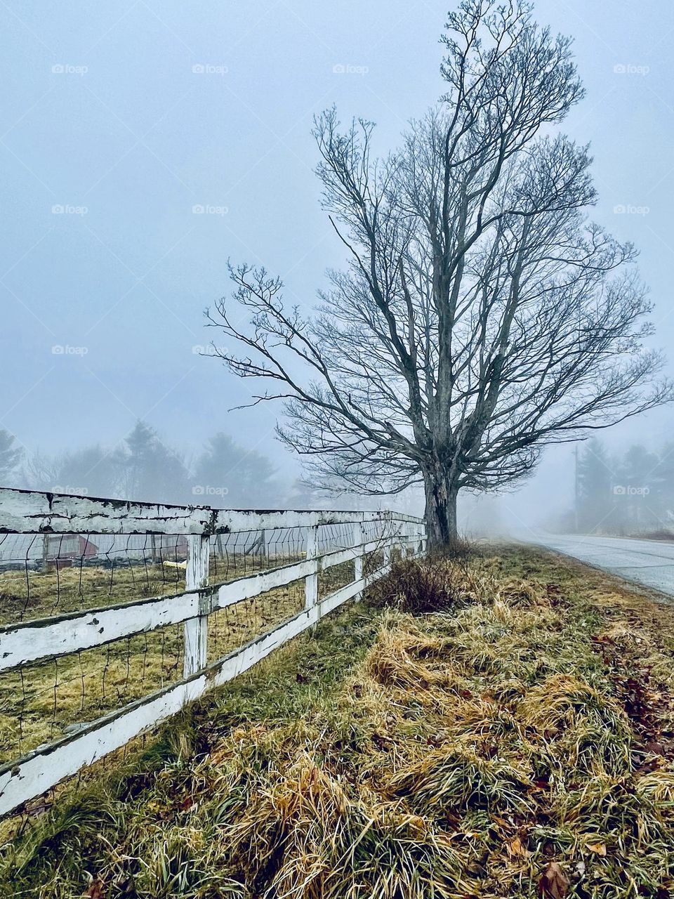 A deciduous tree stands out from the morning mist  awaiting the blessing of Spring to bud and blossom. 