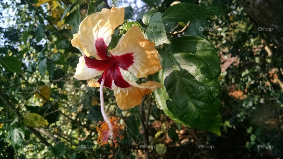 Hibiscus